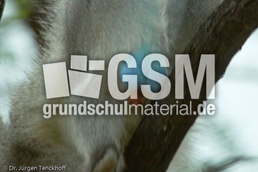 Grüne Meerkatzen (51 von 67).jpg